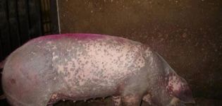 Typer och symtom på hudsjukdomar hos grisar, behandling och förebyggande