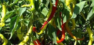 Beskrivning av variationen av peppar Fårhorn, funktioner för odling och vård
