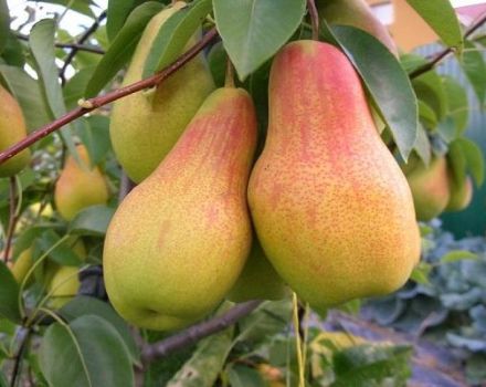 Beschreibung und Eigenschaften der Birnensorte Chudesnitsa, Pflanzung und Pflege