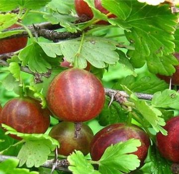 Penerangan dan kehalusan buah goos Olavi yang tumbuh