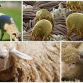Hoe schapen te behandelen tegen teken en luizen, medicijnen en folkremedies