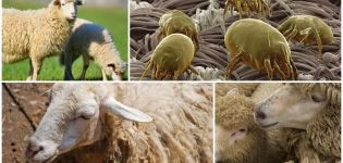 Како лечити овце од крпеља и ушију, лекова и народних лекова