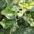 Orsaker till vitblomning på vinbärsblad, hur man bearbetar och vad man ska göra för behandling