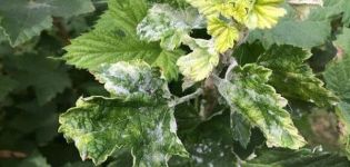 Causes de la floraison blanche sur les feuilles de cassis, comment traiter et que faire pour le traitement