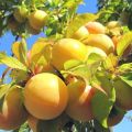 Beskrivning av de bästa sorterna av gul plommon, plantering, odling och vård