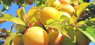 Descripció de les millors varietats de pruna groga, plantació, cultiu i cura