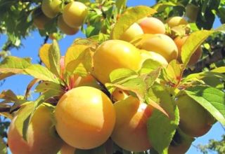 Description des meilleures variétés de prune jaune, plantation, culture et entretien