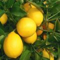 Beskrivelse af Meyers citron og træk ved hjemmeomsorg
