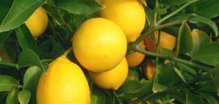 Beskrivning av Meyers citron och funktioner i hemvård