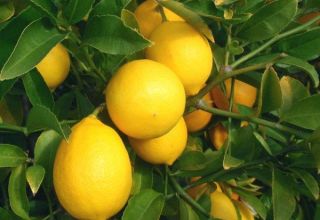 A Meyer citromának leírása és az otthoni gondozás jellemzői