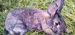 Príznaky kokcidiózy u králikov a liečba doma, prevencia