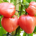 Pomidorų „Volovye Heart“ veislės charakteristikos ir aprašymas, derlius