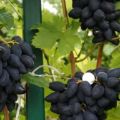 Descrizione e caratteristiche dell'uva vichinga, pro e contro