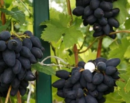 Descrizione e caratteristiche dell'uva vichinga, pro e contro