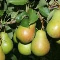 Beskrivning av de bästa päronvarianterna för Moskva-regionen, självfruktbar, undermålig och resistent mot sjukdomar