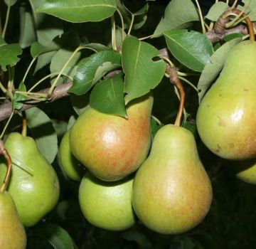 Descripción de las mejores variedades de peras para la región de Moscú, autofértiles, de tamaño insuficiente y resistentes a enfermedades.