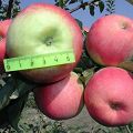 Charakteristiky odrody jabĺk Prima, opis poddruhov, kultivácie a úrody