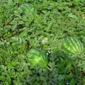 Beskrivning av Ataman-vattenmelonsorten och F1-hybrid, vilka är skillnaderna, sjukdomarna och växtskadedjur