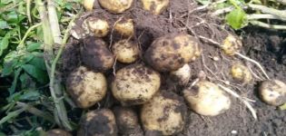 Bulvių veislės burtininkas aprašymas, jo savybės ir derlius
