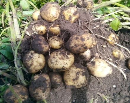 Descrizione della varietà di patate Stregone, sue caratteristiche e resa