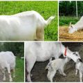 Pasekmės to, kad ožka po gimdymo valgydavo placentofagijos pogimdymui ir gydymui