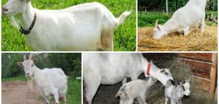 De gevolgen van de geit die de nageboorte eet na de bevalling en de behandeling van placentofagie