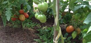 Pomidorų veislių „Kapia pink“ aprašymas ir savybės