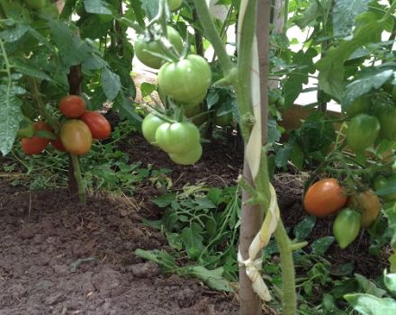 Beschreibung und Eigenschaften der Tomatensorten Kapia pink