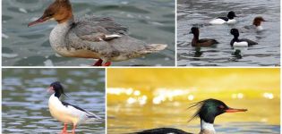Description of the species and characteristics of merganser ducks, what they eat and lifestyle
