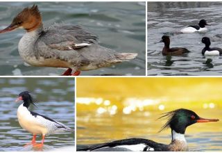 Opis vrsta i karakteristika patka, vrsta hrane i načina života