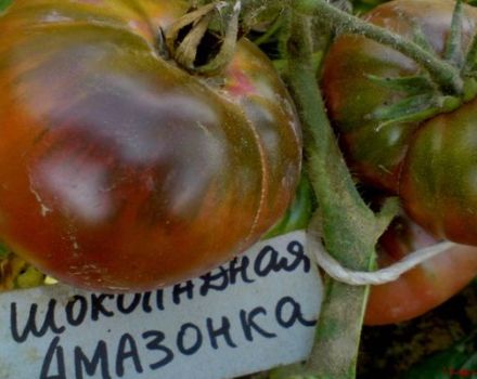 Pomidorų veislės Chocolate Amazon aprašymas, jo savybės ir derlius