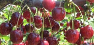 Descrizione della varietà di ciliegie Griot Moskovsky e caratteristiche di resa, semina e cura