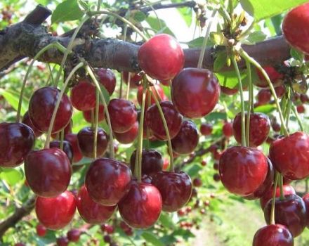 Vyšnių veislės „Griot Moskovsky“ aprašymas ir derliaus, sodinimo ir priežiūros ypatybės