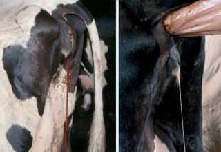 Druhy a príznaky endometritídy u kráv, liečebný režim a prevencia