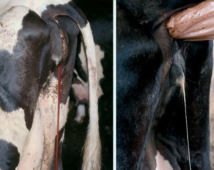 Врсте и симптоми ендометритиса код крава, режим лечења и превенција