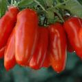 Χαρακτηριστικά και περιγραφή των ποικιλιών ντομάτας Red Icicle
