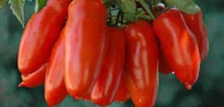 Charakterystyka i opis odmiany pomidora Red Icicle