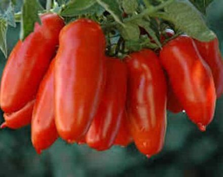 Kırmızı Icicle domates çeşidinin özellikleri ve tanımı