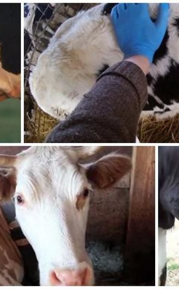 Příčiny a příznaky abscesu u krávy, léčba a prevence skotu