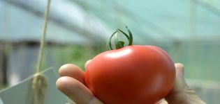 Caractéristiques et description de la variété de tomate Fifty