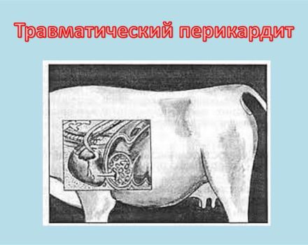 Síntomas de la pericarditis traumática y por qué ocurre, tratamiento del ganado