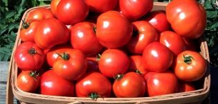 Toptyzhka tomātu šķirnes apraksts, tās īpašības un audzēšana