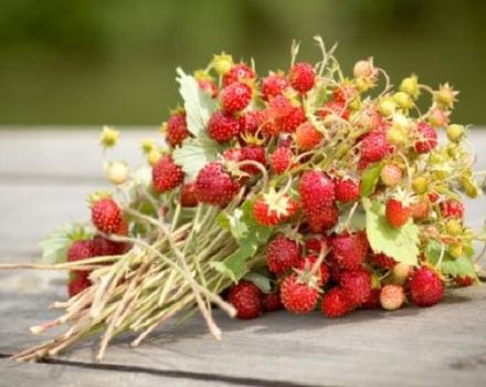 Wie kann man Erdbeeren für den Winter aufbewahren, ohne frisch zu kochen?