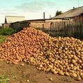Beskrivningar och egenskaper för de bästa potatisvarorna och klassificeringen av 2020