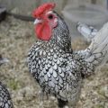Beschrijving en kenmerken van de 22 beste rassen decoratieve kippen