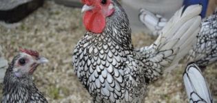 Beskrivelse og karakteristika for de 22 bedste racer af dekorative kyllinger