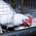 Règles pour garder et élever des poulets de chair à la maison dans des cages
