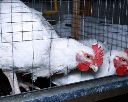 Reglas para mantener y criar pollos de engorde en casa en jaulas.