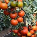 Beskrivning av tomatsorten japansk dvärg och avkastning