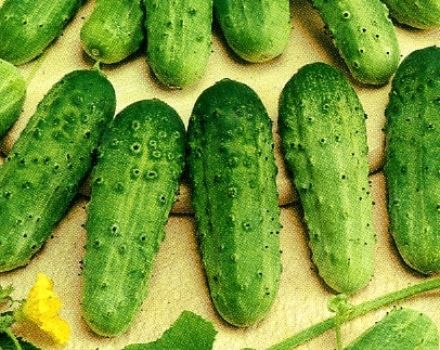 Description of the cucumber variety Zhuravlenok f1, its characteristics and yield